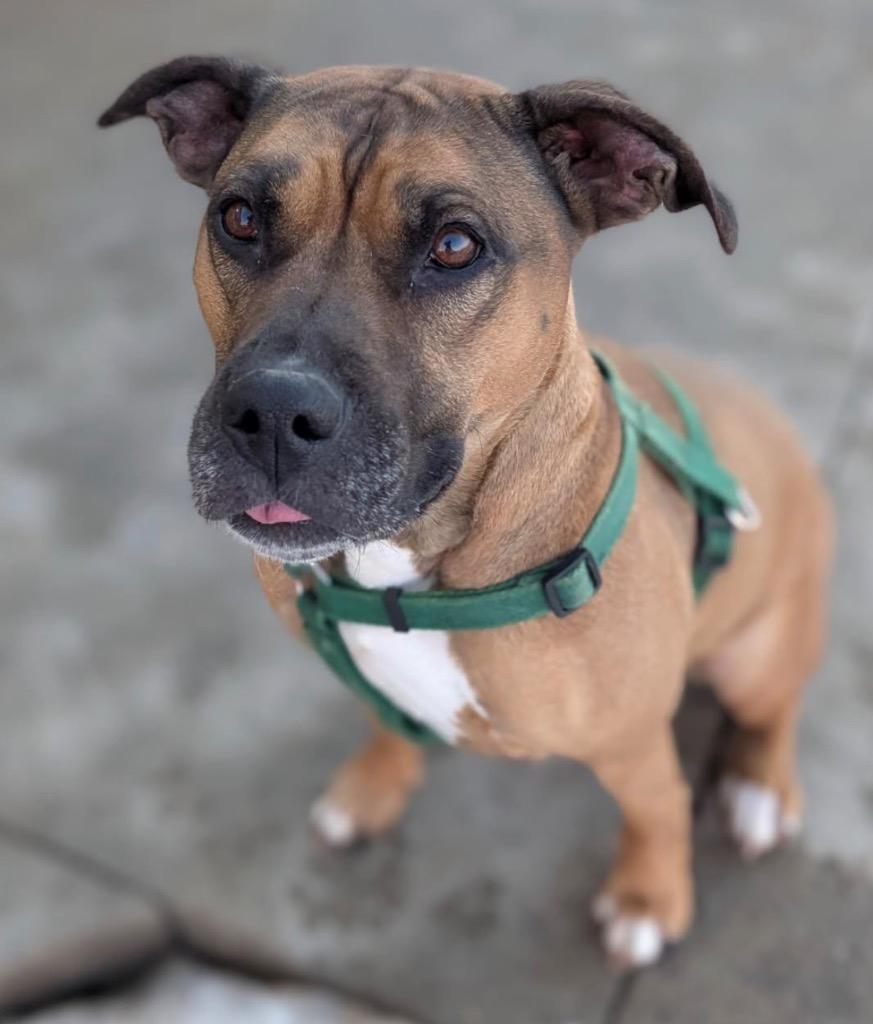 Enlarge Mochi, a Adoptable mixed breed in Defiance, OH image 2/6