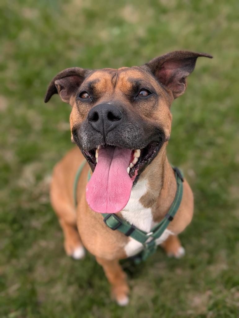 Enlarge Mochi, a Adoptable mixed breed in Defiance, OH image 3/6