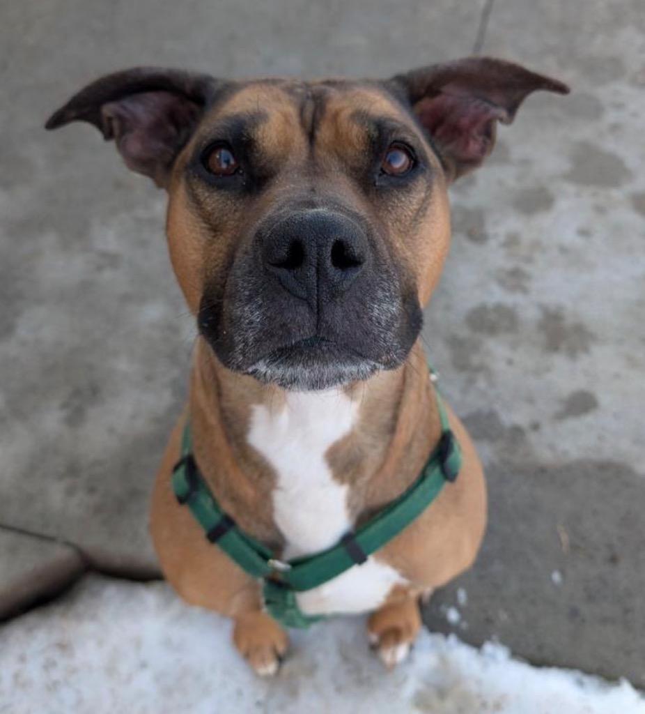 Enlarge Mochi, a Adoptable mixed breed in Defiance, OH image 4/6