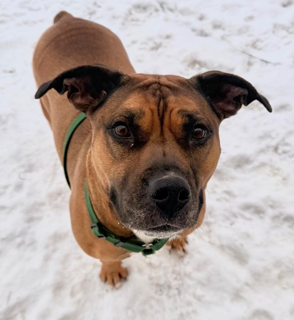 Enlarge Mochi, a Adoptable mixed breed in Defiance, OH image 5/6