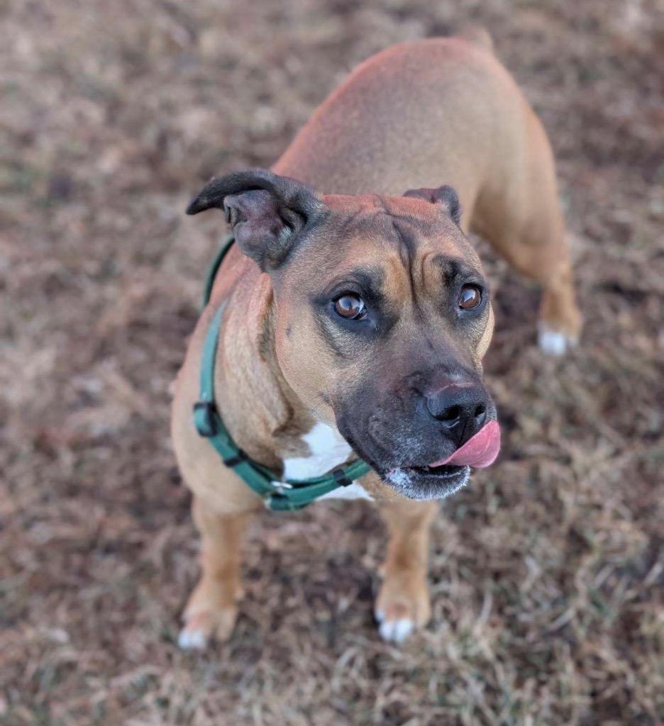 Enlarge Mochi, a Adoptable mixed breed in Defiance, OH image 6/6