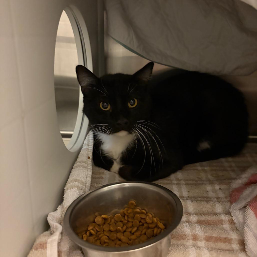 Enlarge Clay, a Adoptable Domestic Short Hair in Council Bluffs, IA image 1/4
