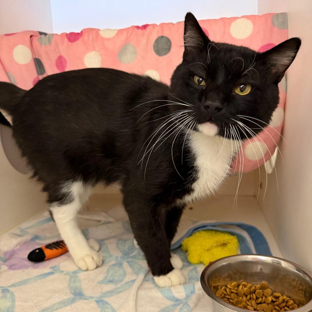 Enlarge Clay, a Adoptable Domestic Short Hair in Council Bluffs, IA image 2/4