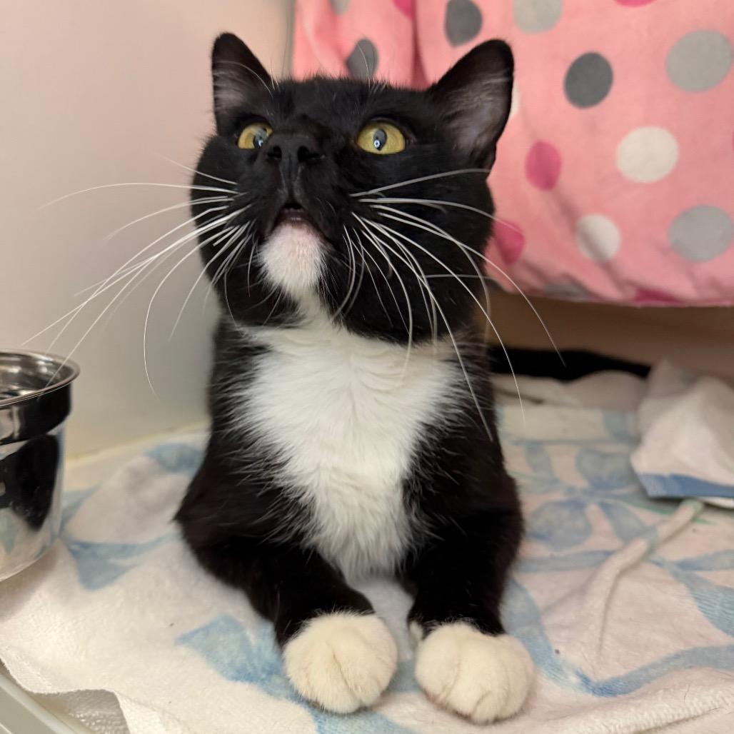 Enlarge Clay, a Adoptable Domestic Short Hair in Council Bluffs, IA image 3/4