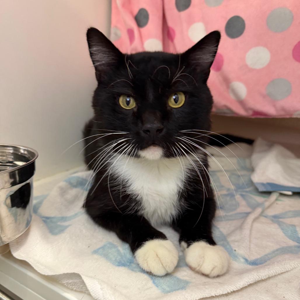 Enlarge Clay, a Adoptable Domestic Short Hair in Council Bluffs, IA image 4/4