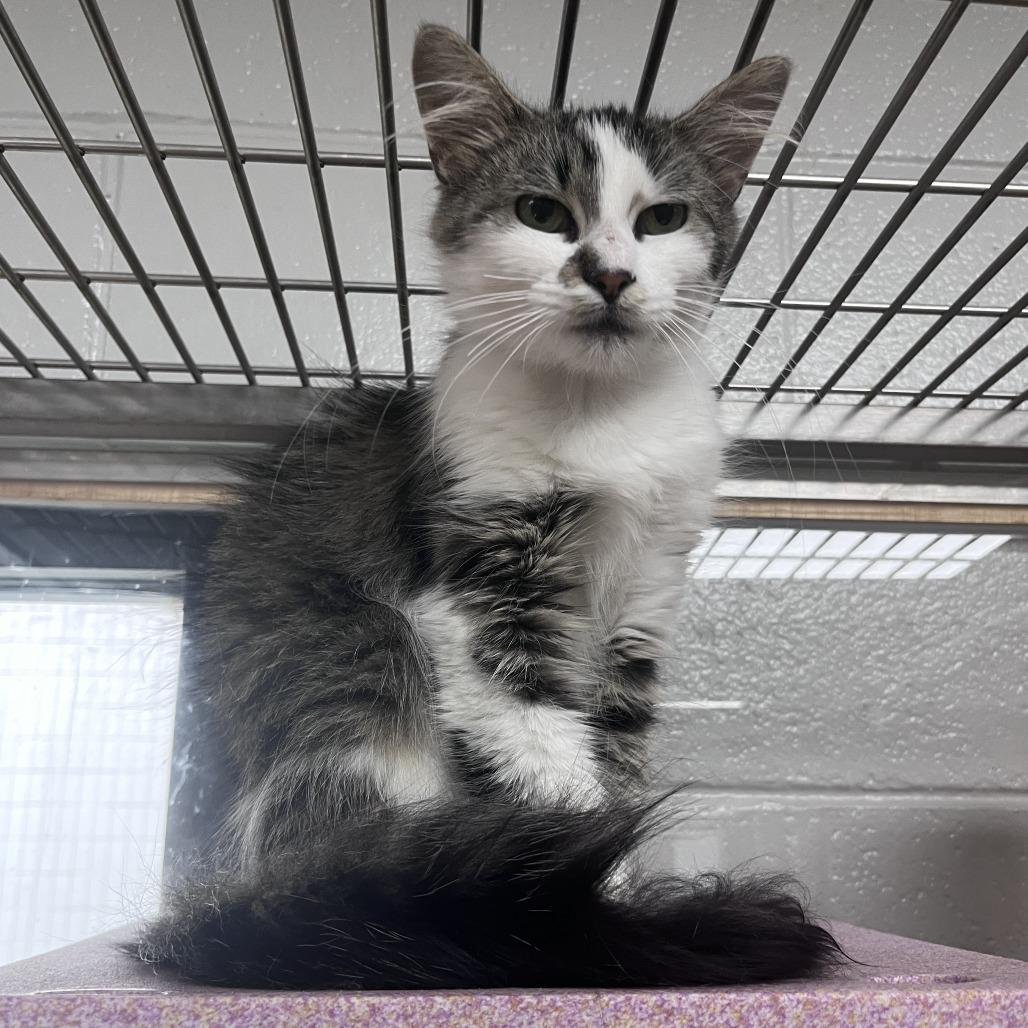 Lady Rainicorn, Adoptable, Young Female Domestic Medium Hair.
