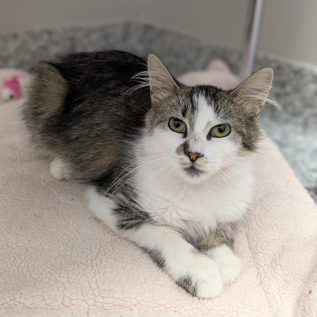 Lady Rainicorn, a Adoptable Domestic Medium Hair in Brookfield, WI image 2/6