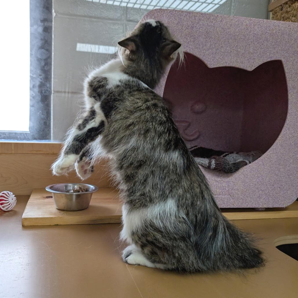 Lady Rainicorn, a Adoptable Domestic Medium Hair in Brookfield, WI image 3/6