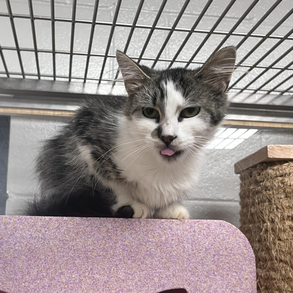 Lady Rainicorn, a Adoptable Domestic Medium Hair in Brookfield, WI image 4/6