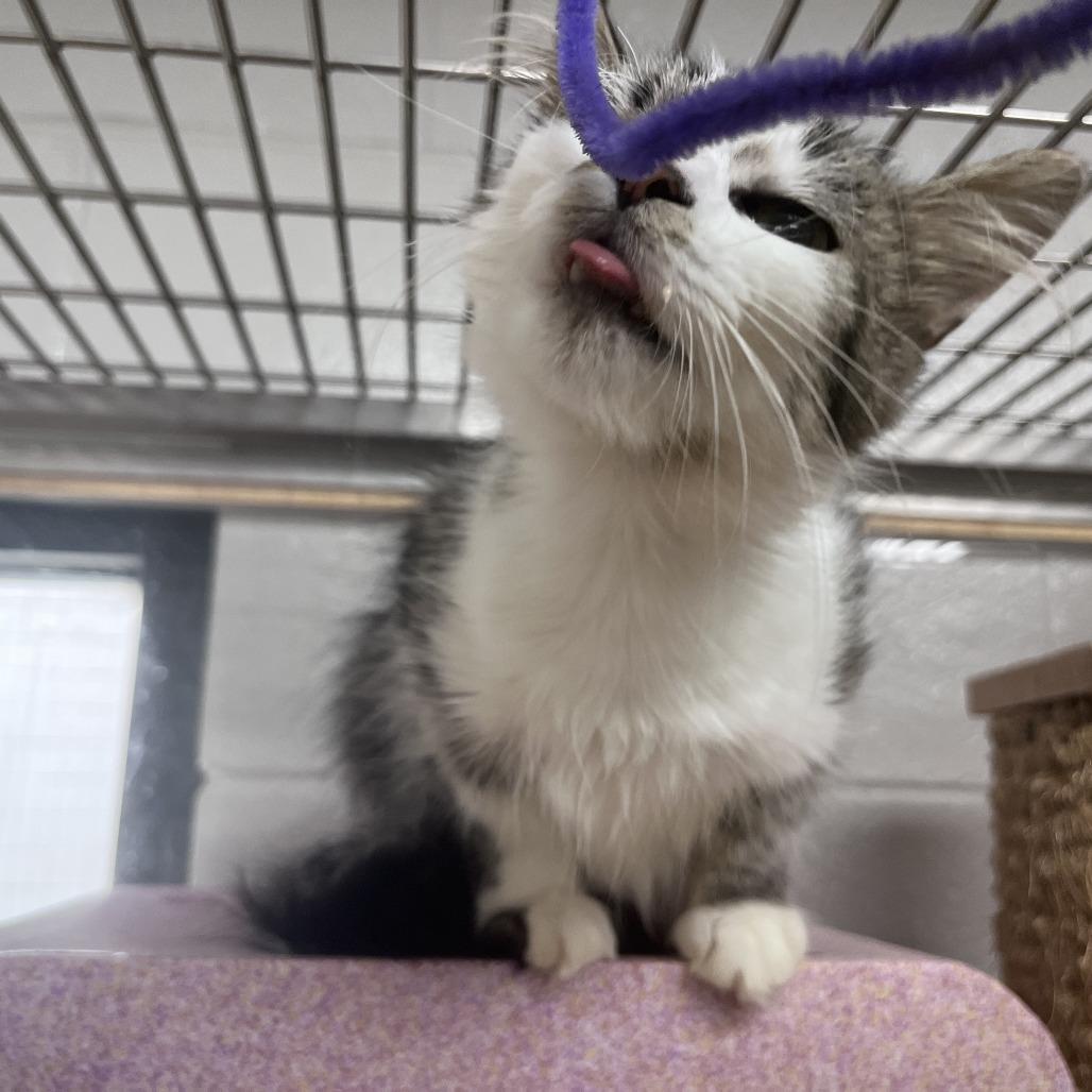 Lady Rainicorn, a Adoptable Domestic Medium Hair in Brookfield, WI image 5/6