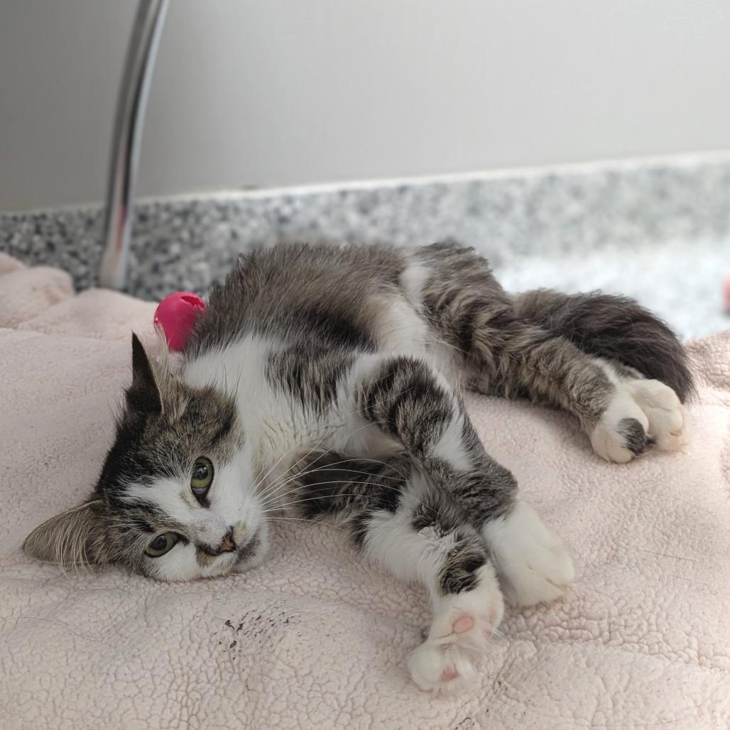 Lady Rainicorn, a Adoptable Domestic Medium Hair in Brookfield, WI image 6/6