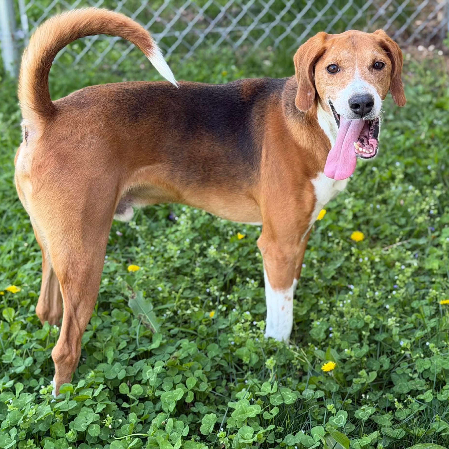 26-00180, ADOPTABLE, Adult Male Hound.