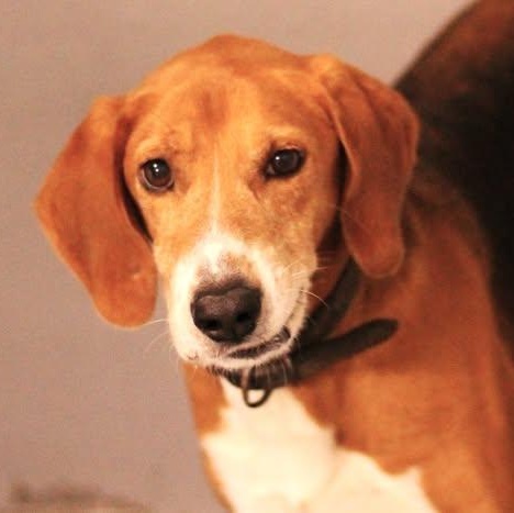 Enlarge 26-00180, a ADOPTABLE mixed breed in Fredericksburg, VA image 1/2