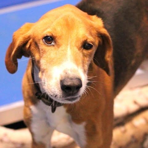 Enlarge 26-00180, a ADOPTABLE mixed breed in Fredericksburg, VA image 2/2