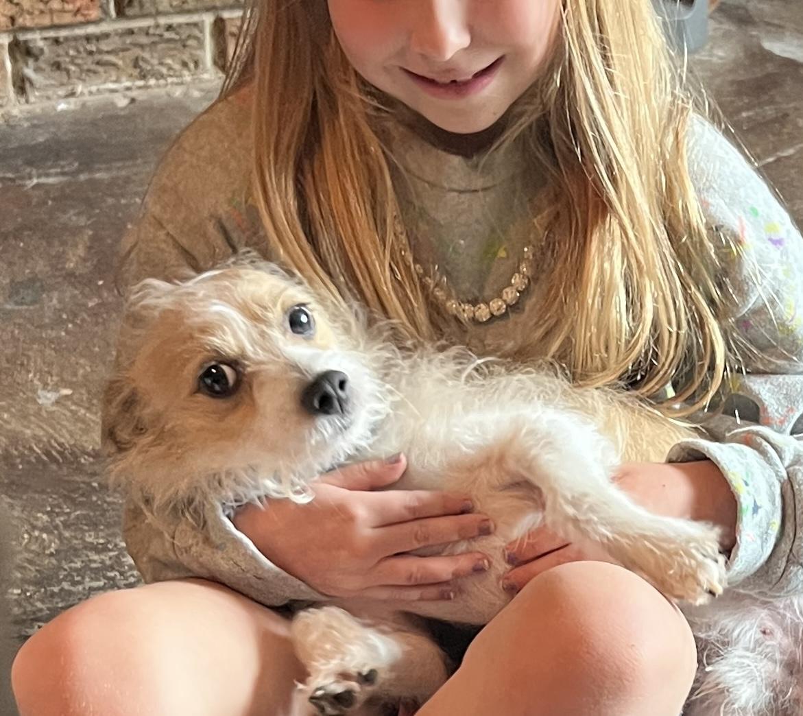 Timon, a ADOPTABLE mixed breed in Little Elm, TX image 3/4