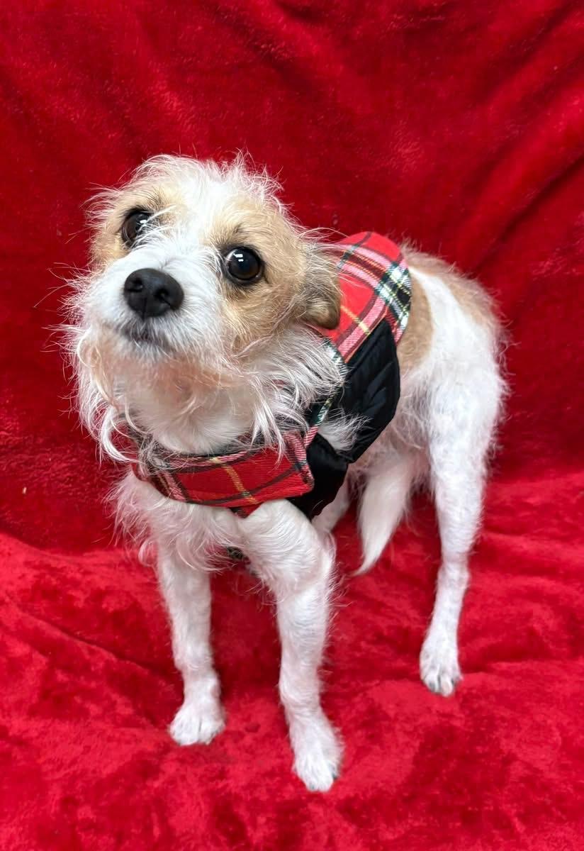 Terry, ADOPTABLE, Adult Male Terrier.