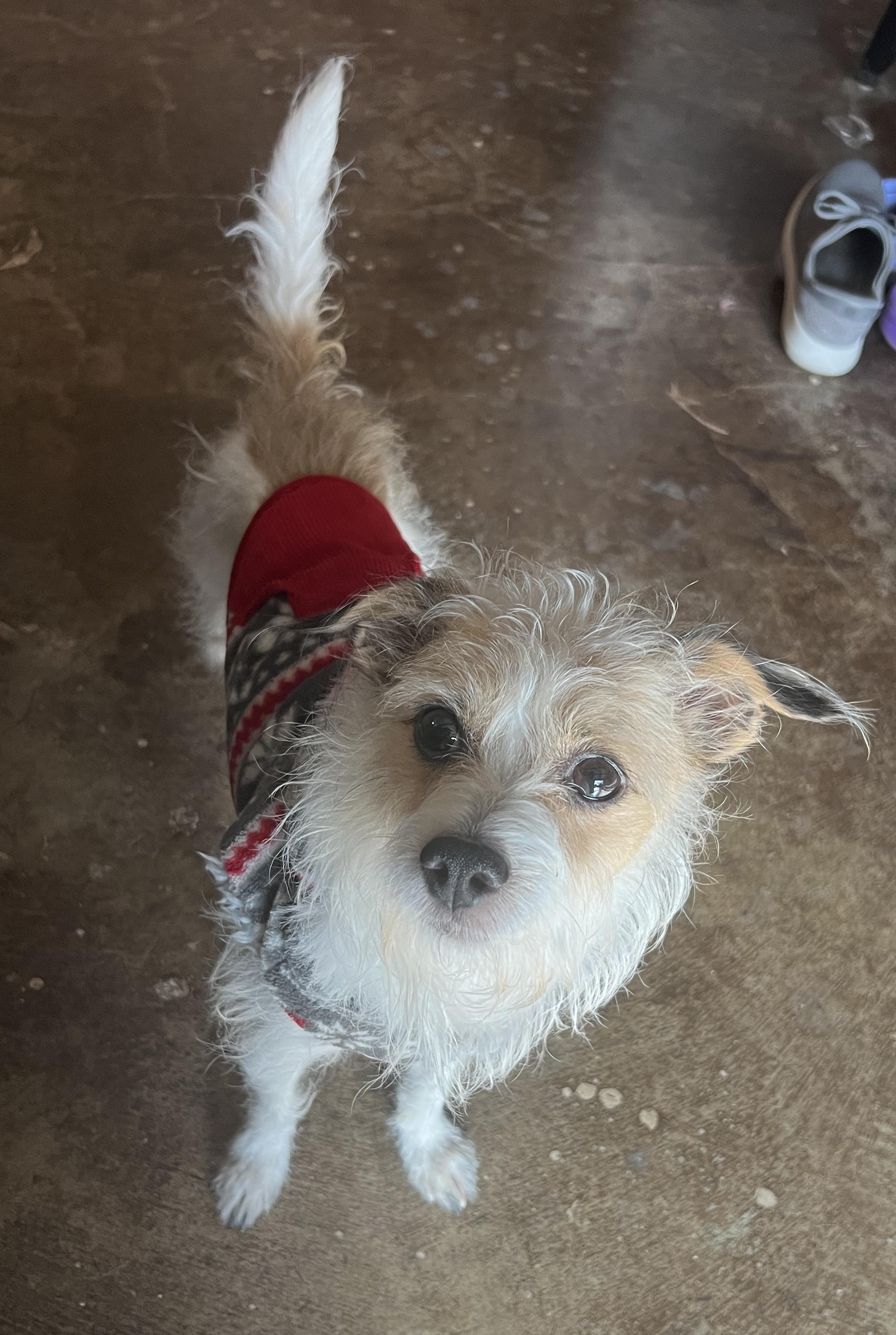 Timon, ADOPTABLE, Adult Male Terrier.