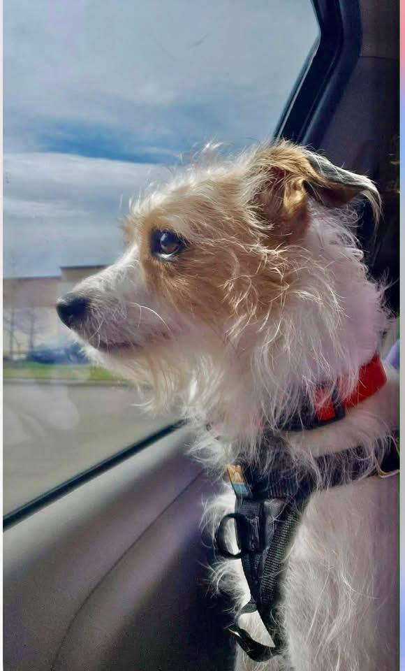 Timon, a ADOPTABLE mixed breed in Little Elm, TX image 2/4