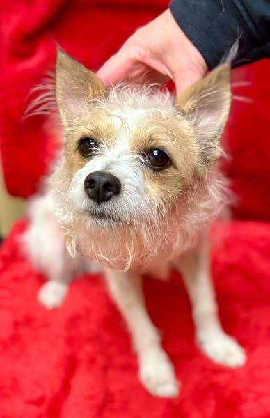 Terry, a ADOPTABLE mixed breed in Little Elm, TX image 2/3