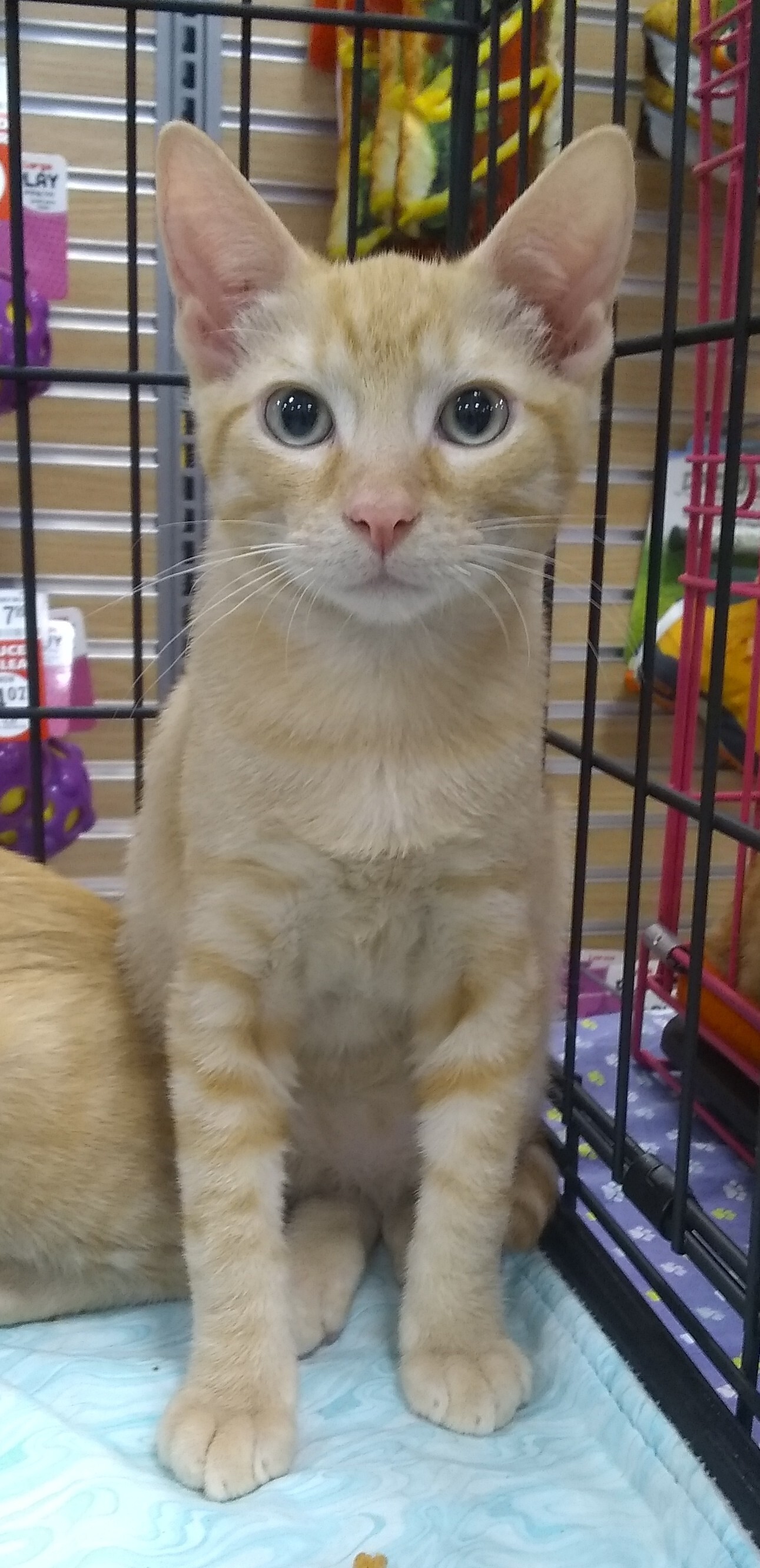 Enlarge Emile, a Adoptable Domestic Short Hair in Houston, TX image 1/4