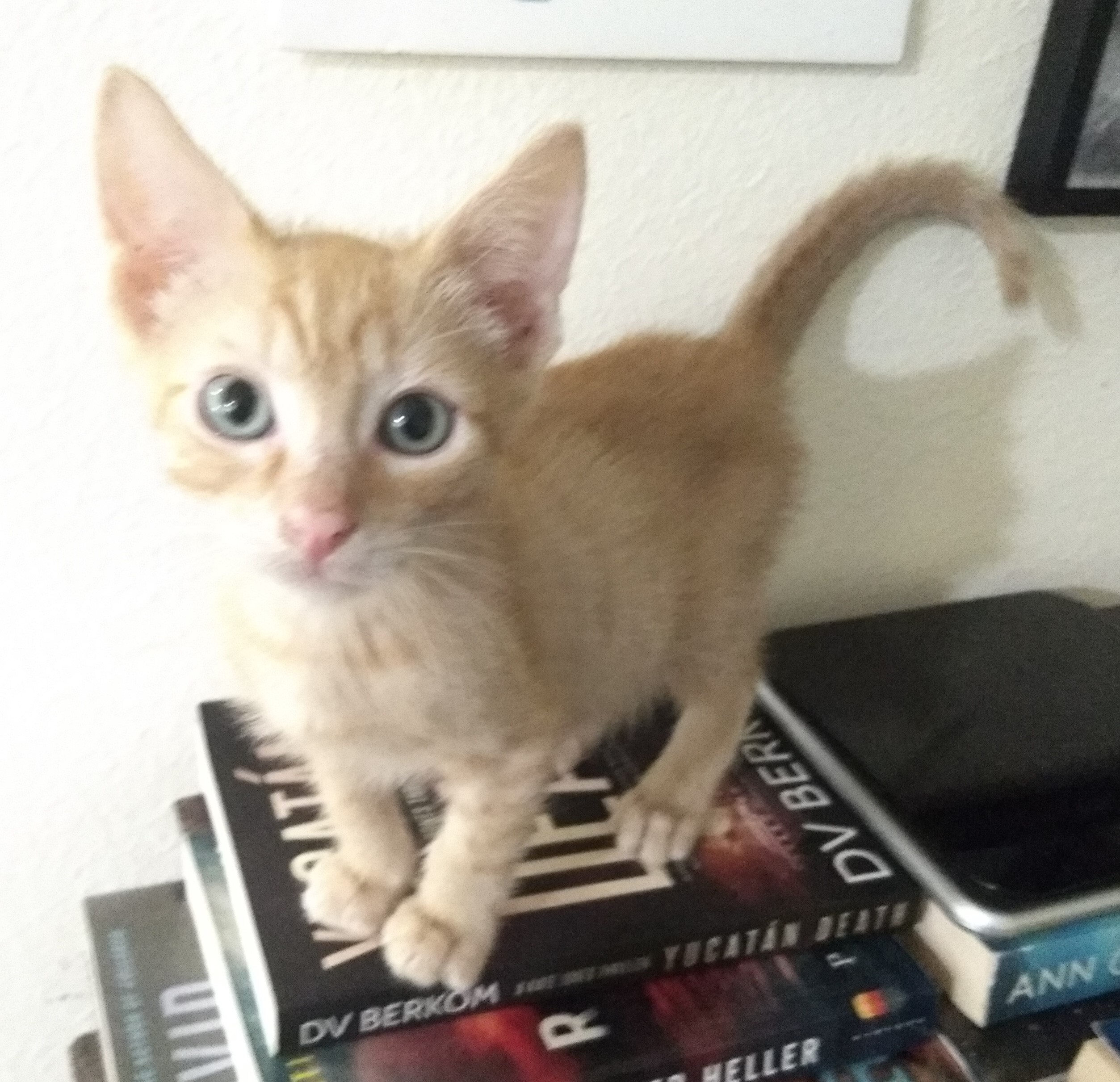 Enlarge Emile, a Adoptable Domestic Short Hair in Houston, TX image 2/4