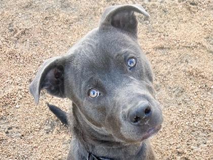 Enlarge Piston, an adoptable Mixed Breed in Georgetown, TX image 1/3