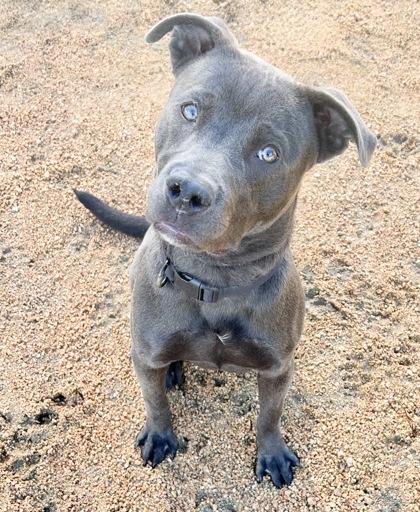 Enlarge Piston, an adoptable Mixed Breed in Georgetown, TX image 2/3