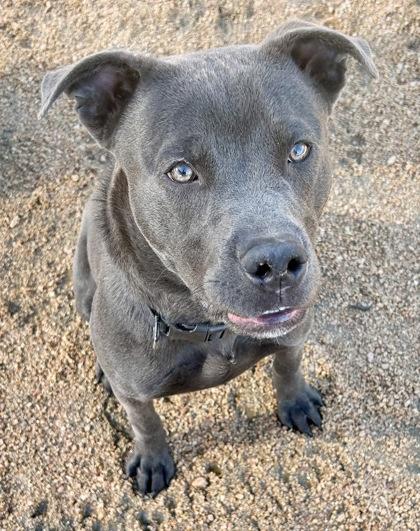 Enlarge Piston, an adoptable Mixed Breed in Georgetown, TX image 3/3