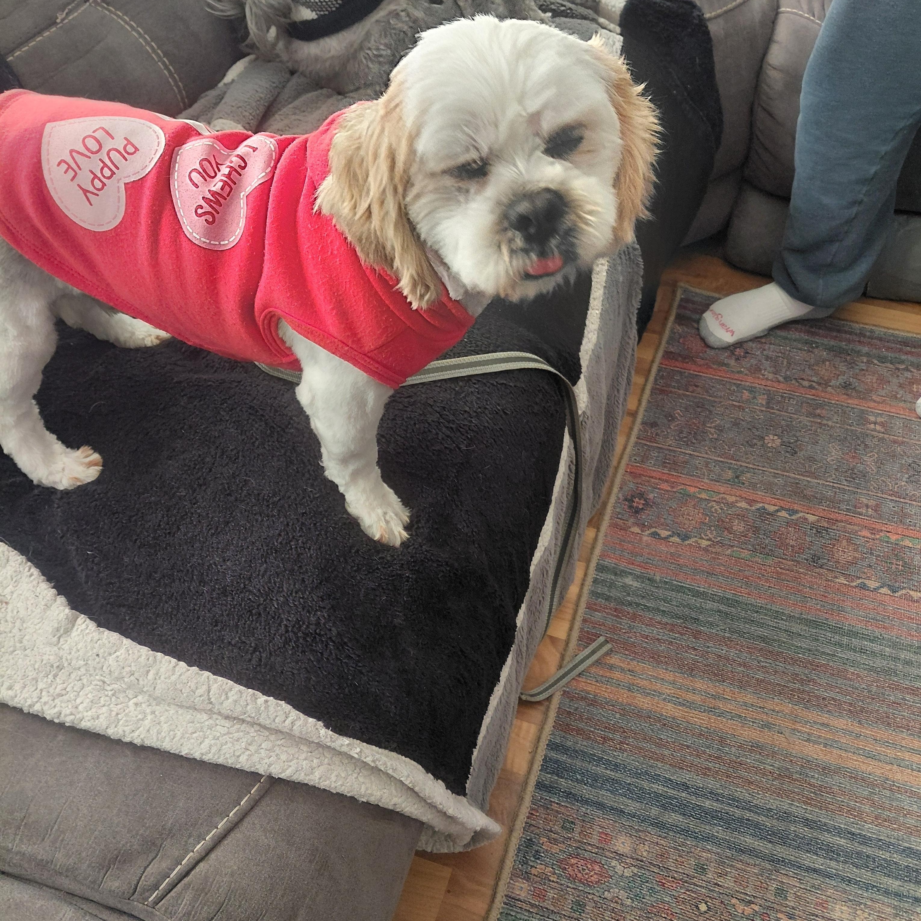 Enlarge Buddy , a ADOPTABLE Lhasa Apso in Union Grove, WI image 3/4