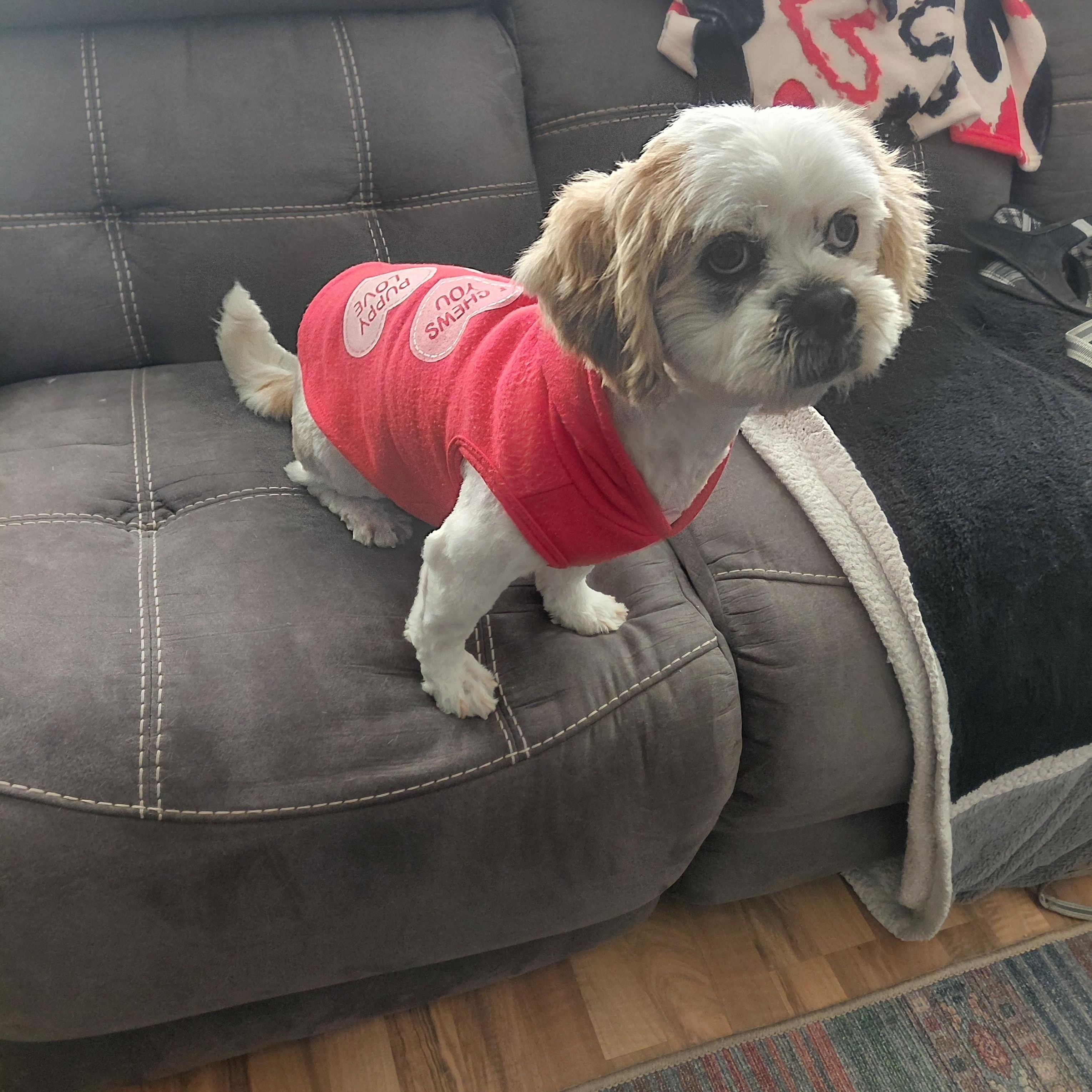 Enlarge Buddy , a ADOPTABLE Lhasa Apso in Union Grove, WI image 2/4