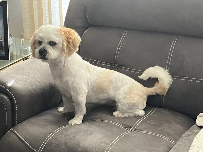 Buddy , ADOPTABLE, Young Male Lhasa Apso.