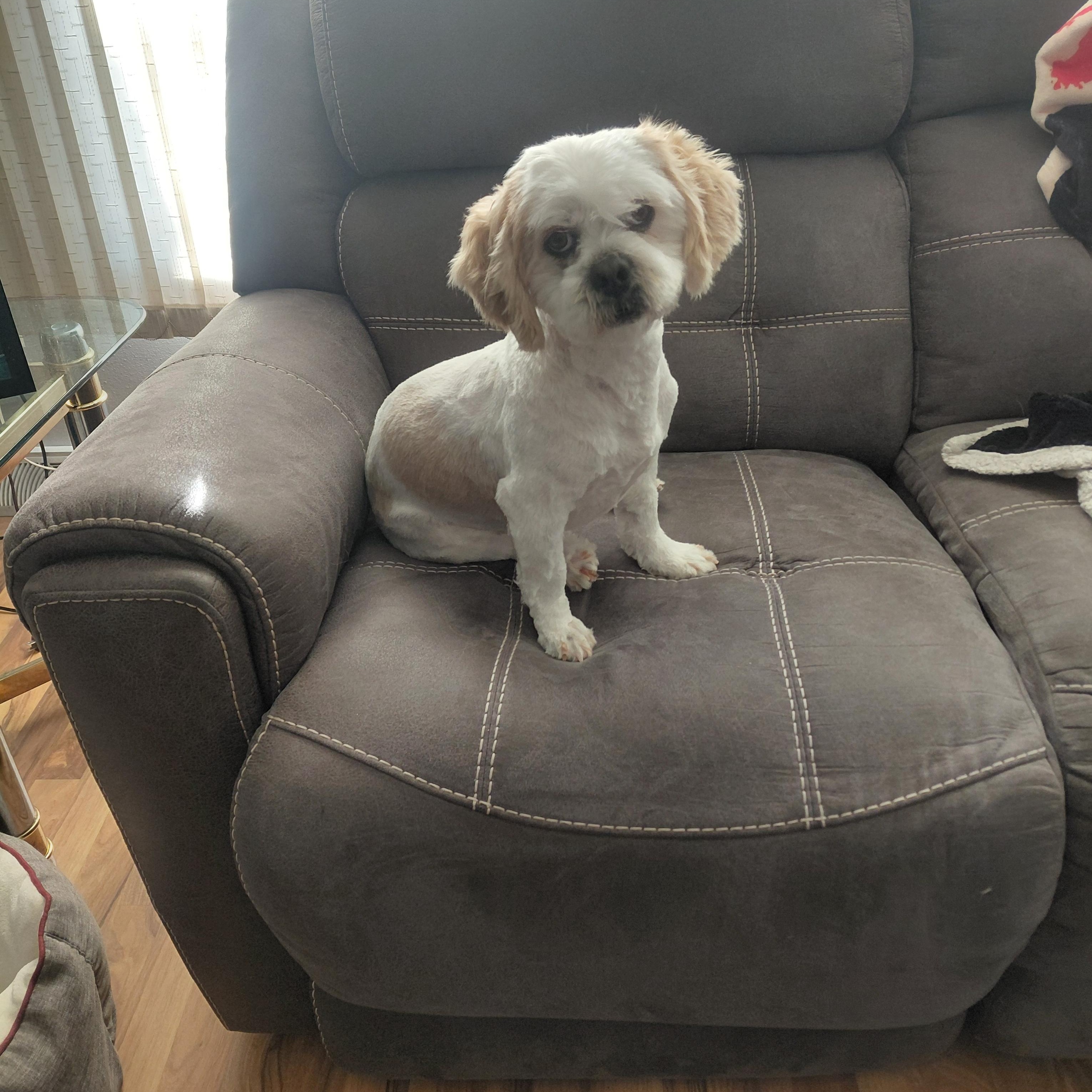 Enlarge Buddy , a ADOPTABLE Lhasa Apso in Union Grove, WI image 4/4