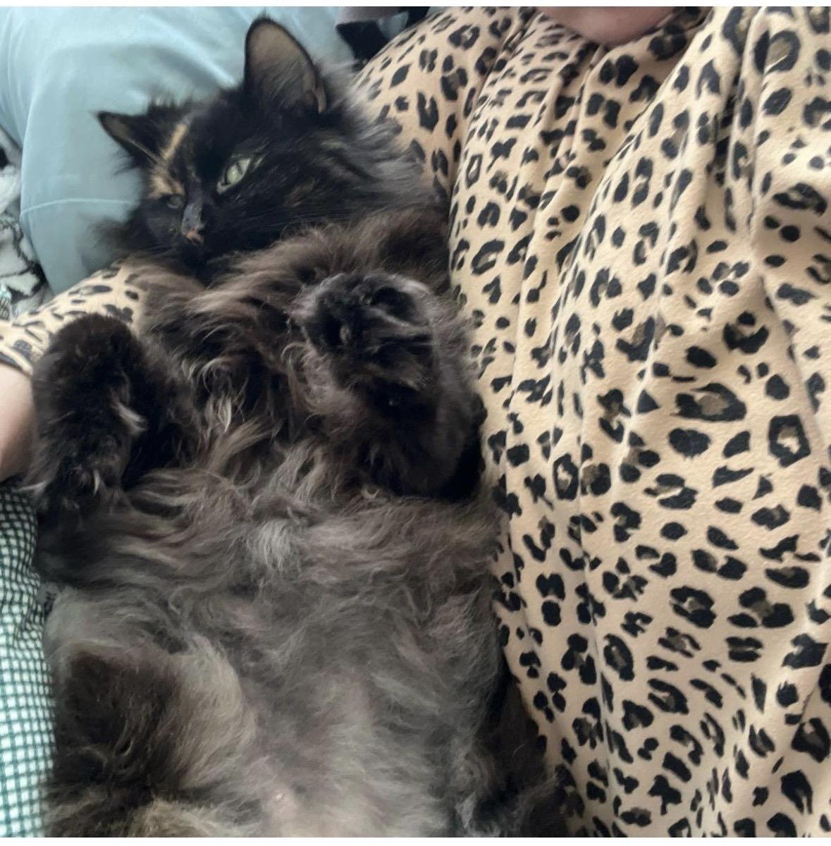 Enlarge Kelly, a ADOPTABLE Tortoiseshell in Copley, OH image 3/4