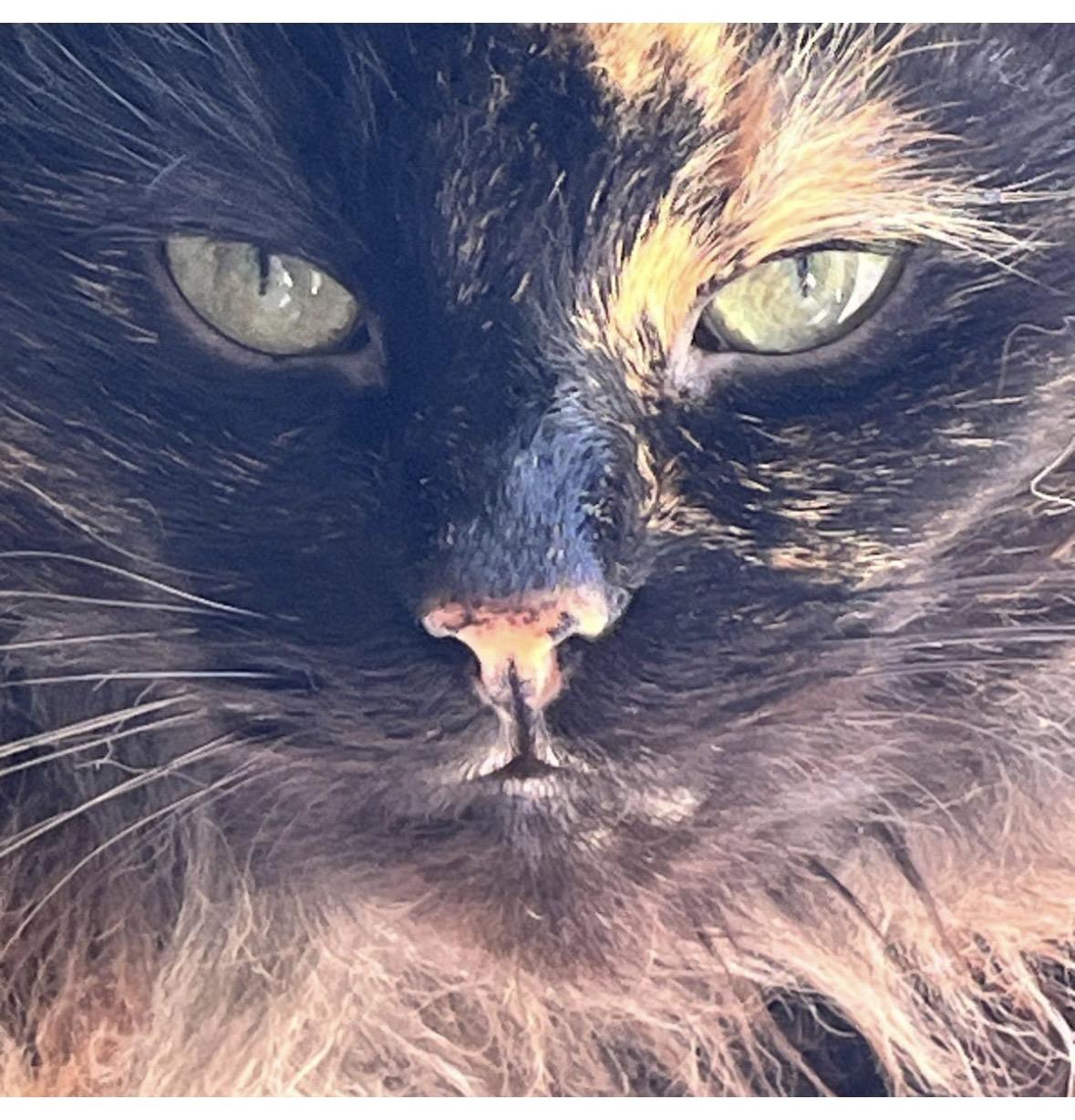 Enlarge Kelly, a ADOPTABLE Tortoiseshell in Copley, OH image 4/4