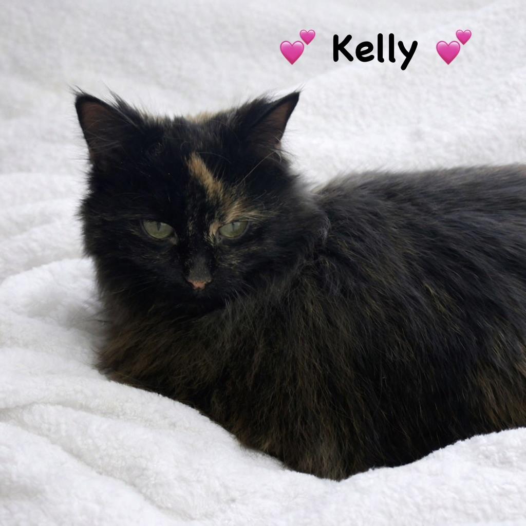Kelly, ADOPTABLE, Adult Female Tortoiseshell.