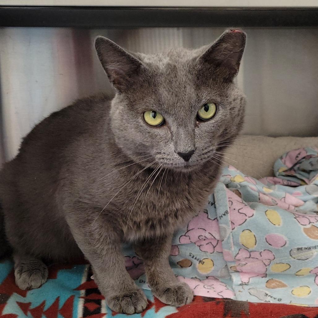 Rocco, Adoptable, Adult Male Domestic Short Hair.