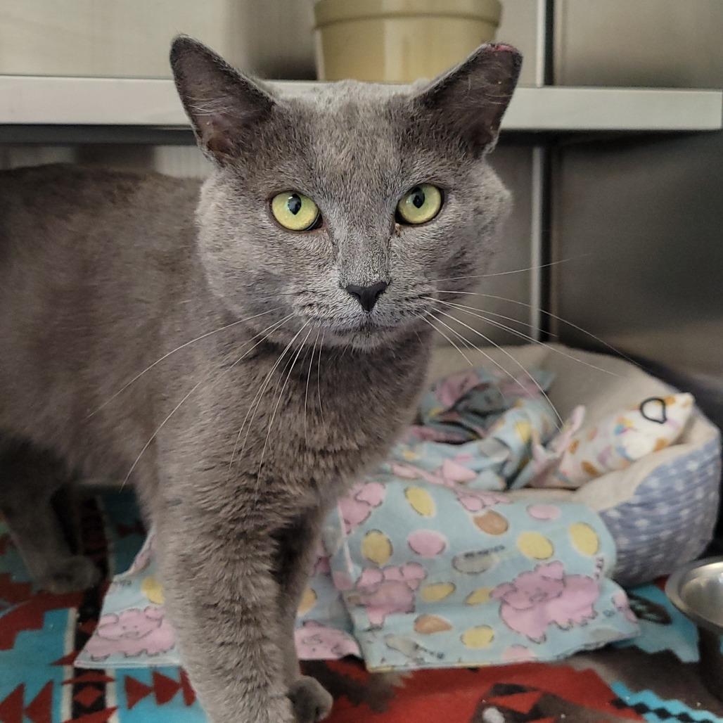 Enlarge Rocco, a Adoptable Domestic Short Hair in Nashville, IN image 2/5