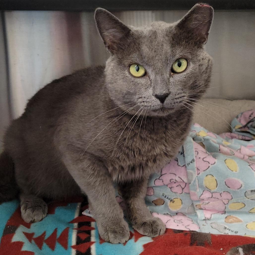 Enlarge Rocco, a Adoptable Domestic Short Hair in Nashville, IN image 3/5