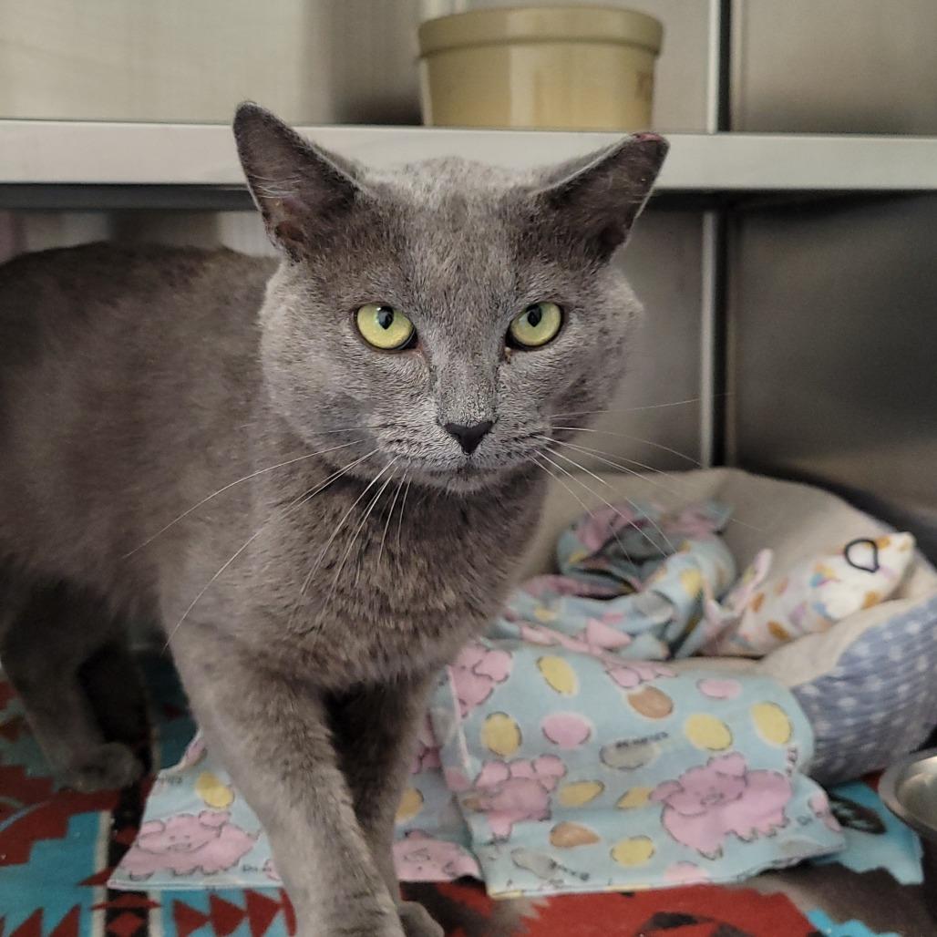 Enlarge Rocco, a Adoptable Domestic Short Hair in Nashville, IN image 4/5