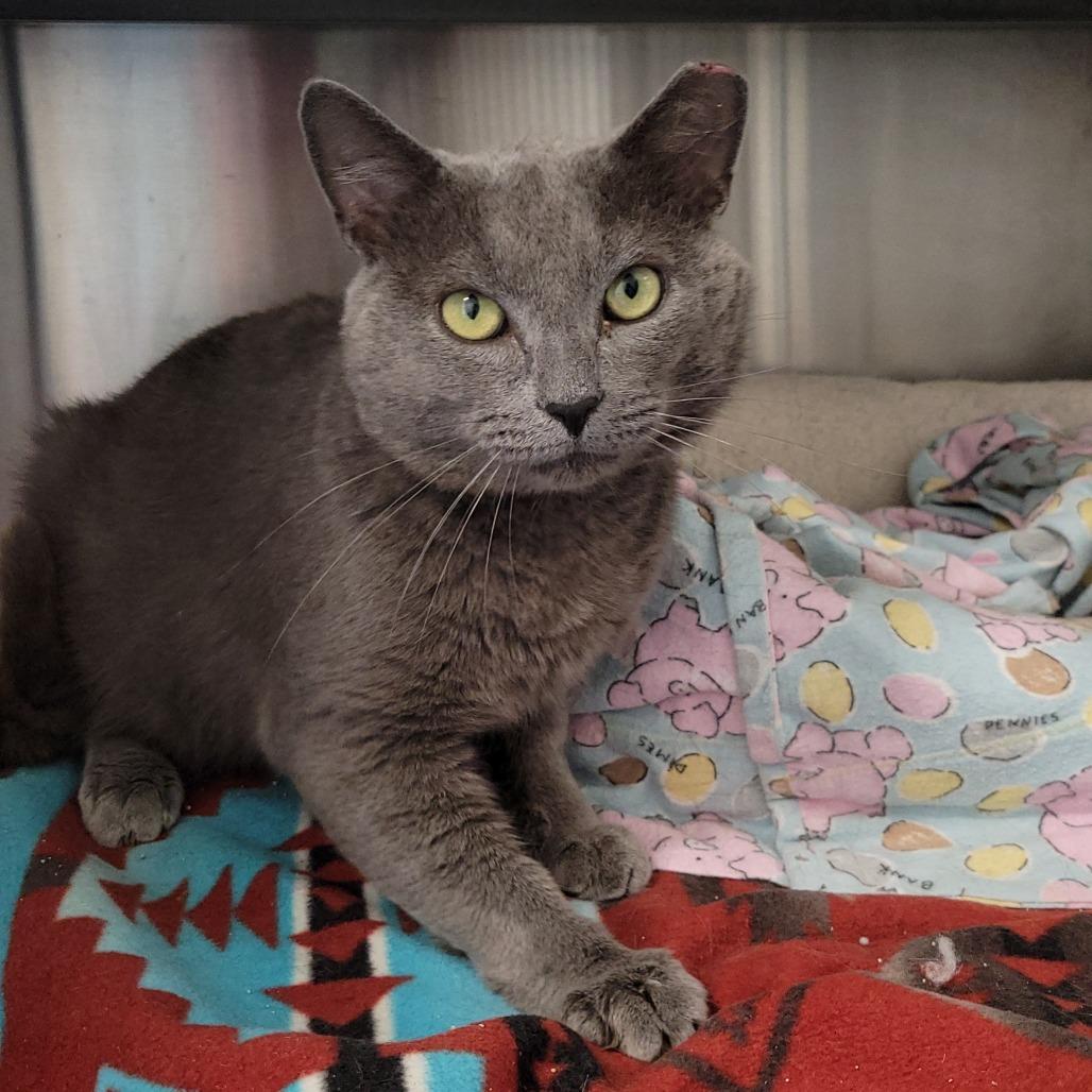 Enlarge Rocco, a Adoptable Domestic Short Hair in Nashville, IN image 5/5