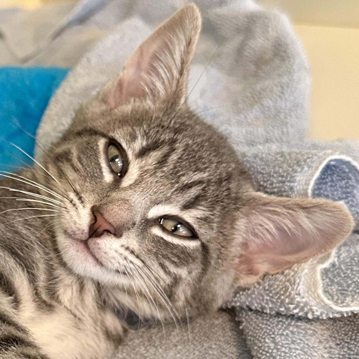 Jonathan, Baby Male Domestic Short Hair
