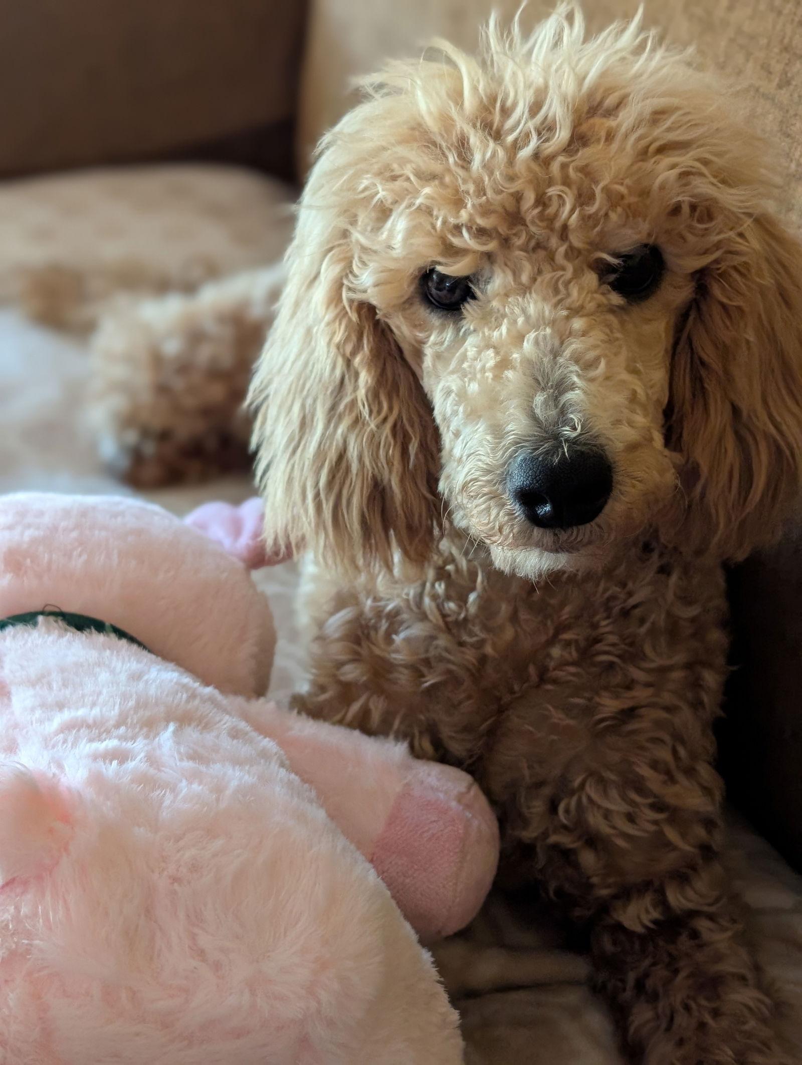 Zola, a Adopted Poodle in St. Louis, MO image 1/2