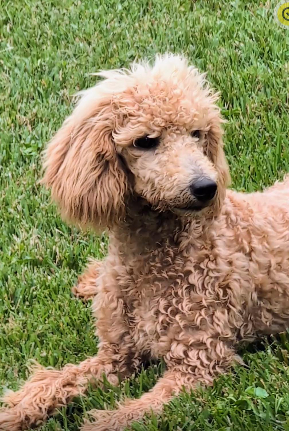 Zola, a Adopted Poodle in St. Louis, MO image 2/2