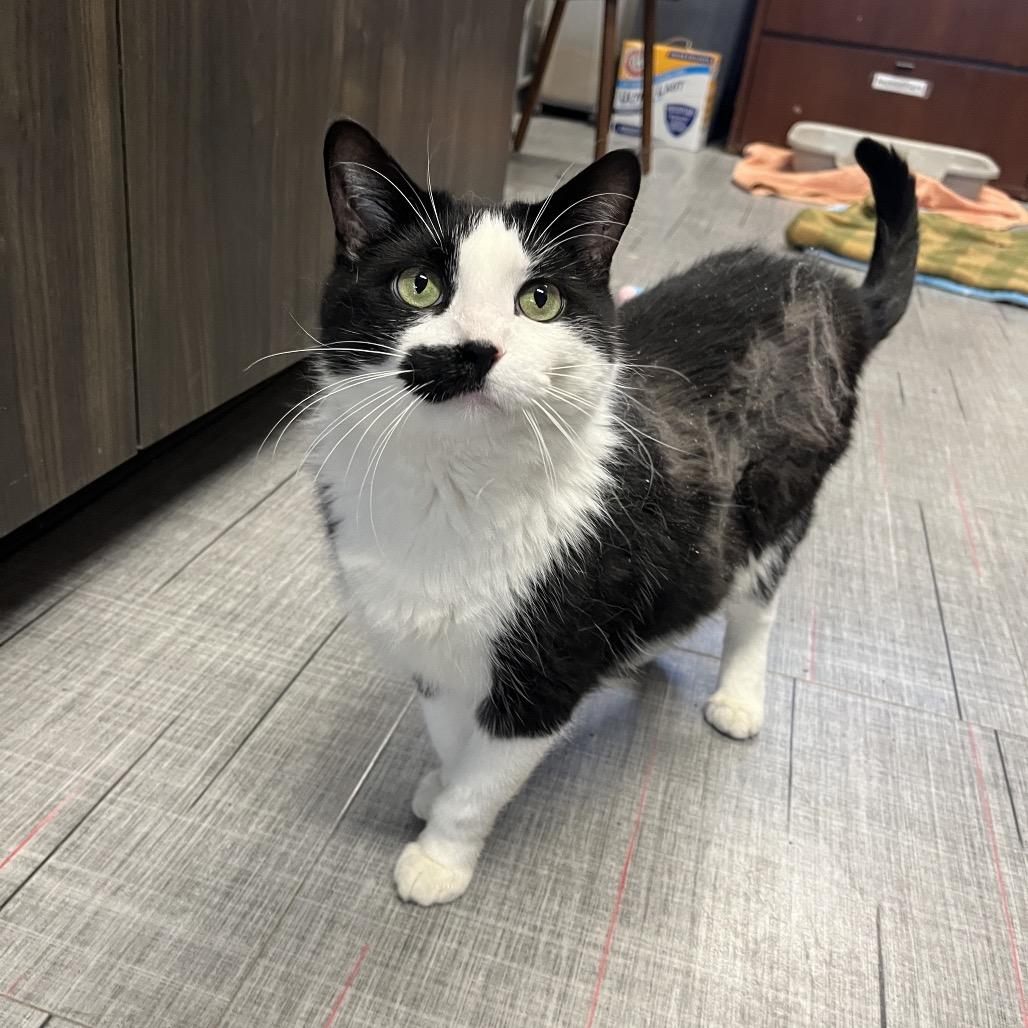 Ardo bonded w/ Phantom, Adoptable, Senior Female Domestic Short Hair.