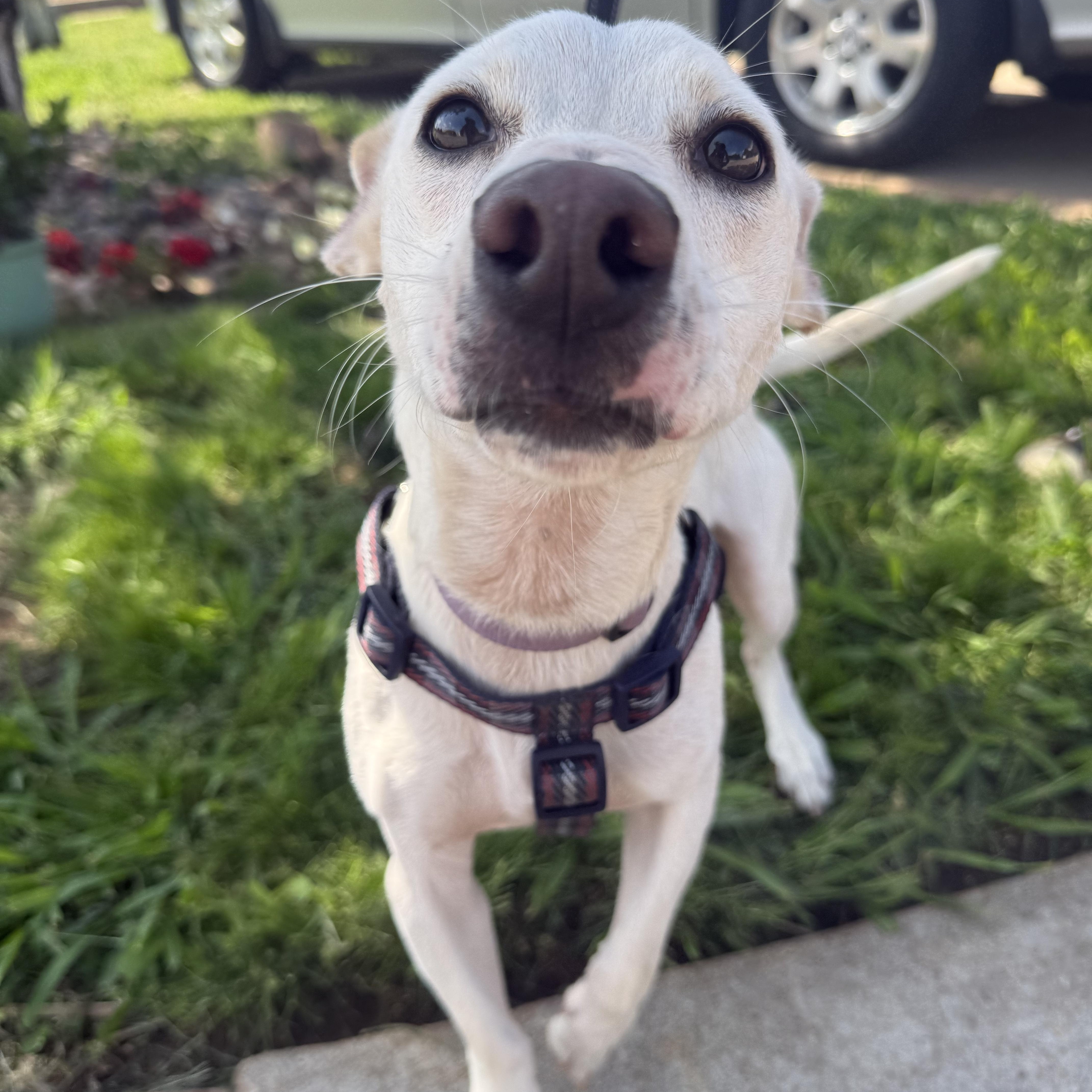 Frankie Bob 2