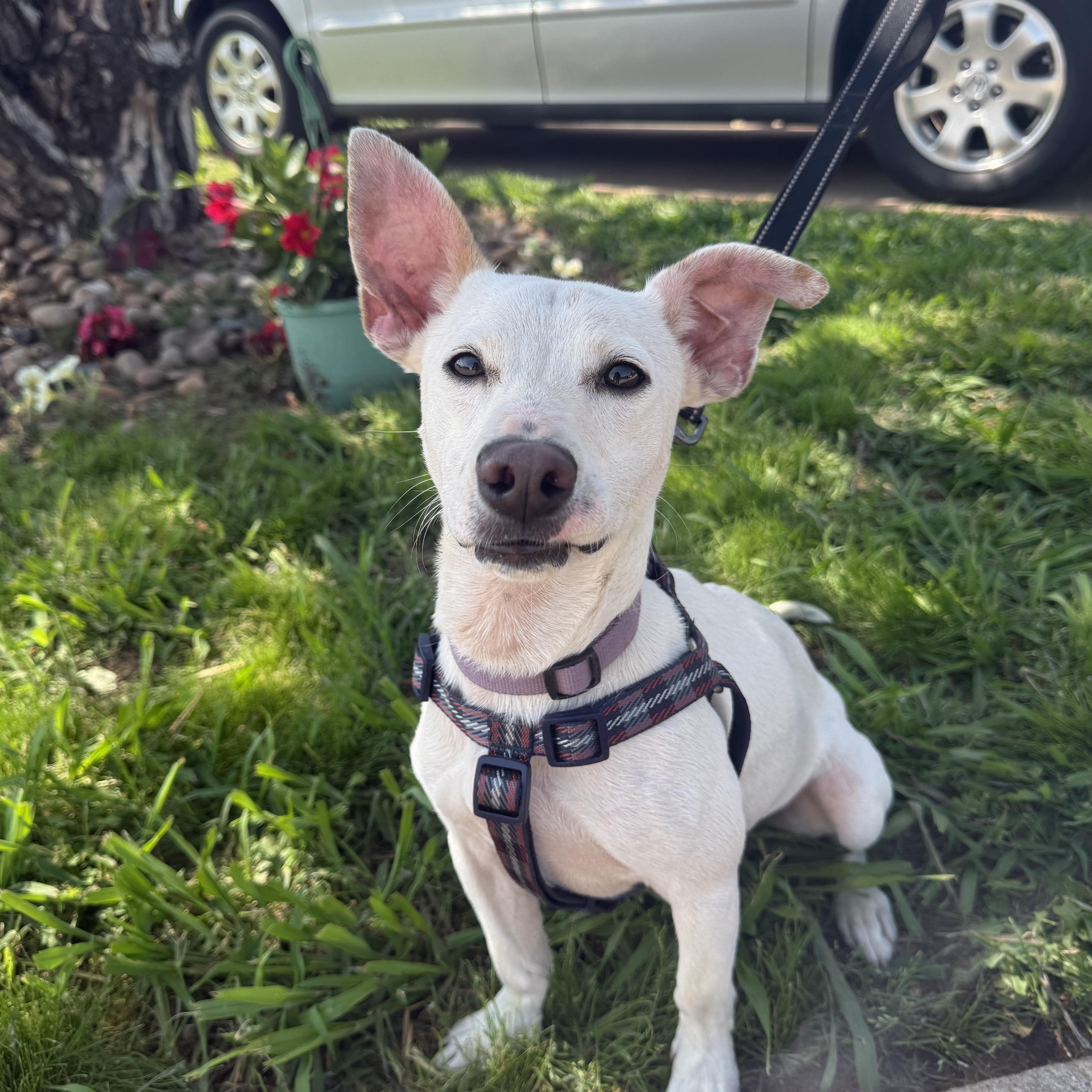 Frankie Bob