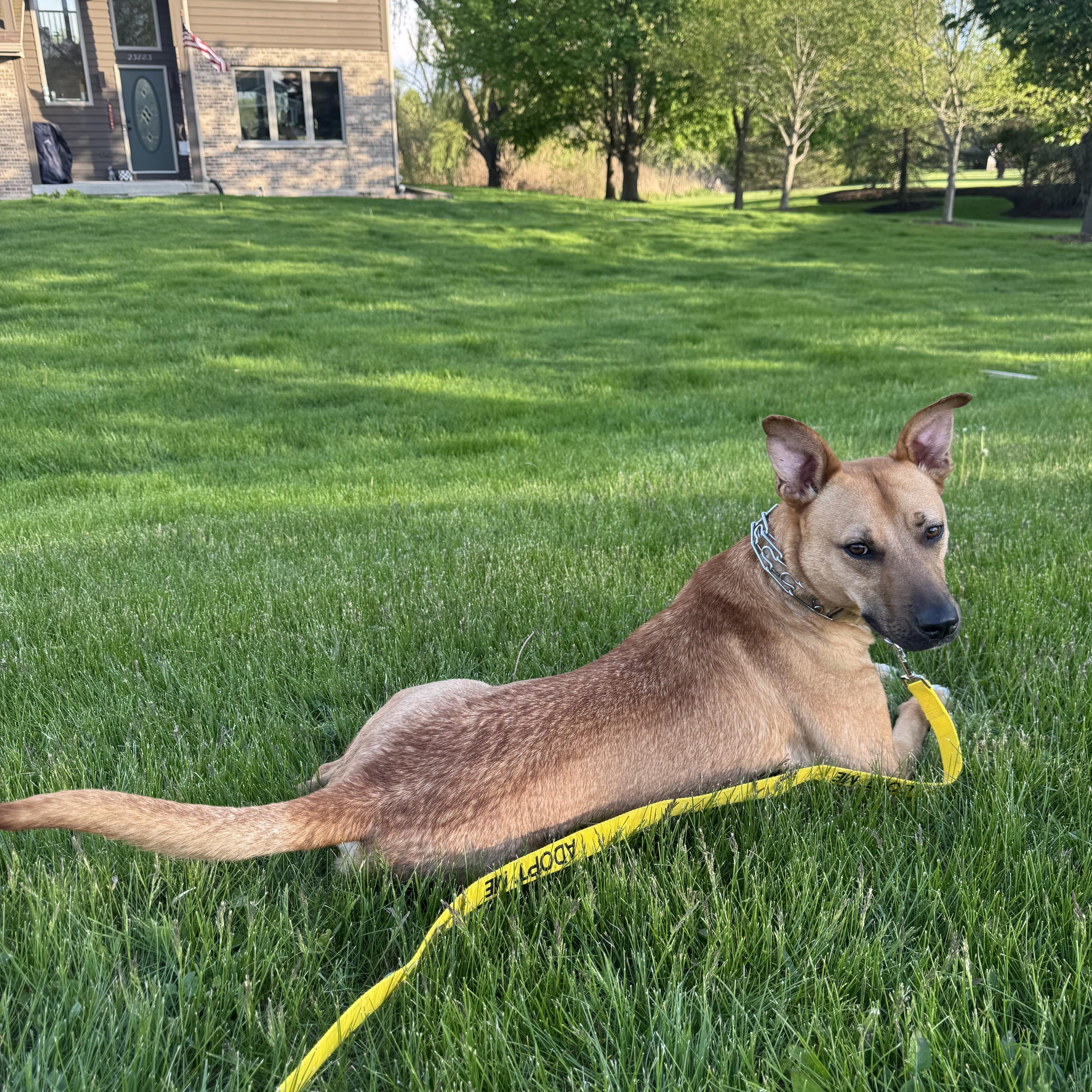 Enlarge Homer , a Adoptable mixed breed in Elkhorn, WI image 3/6