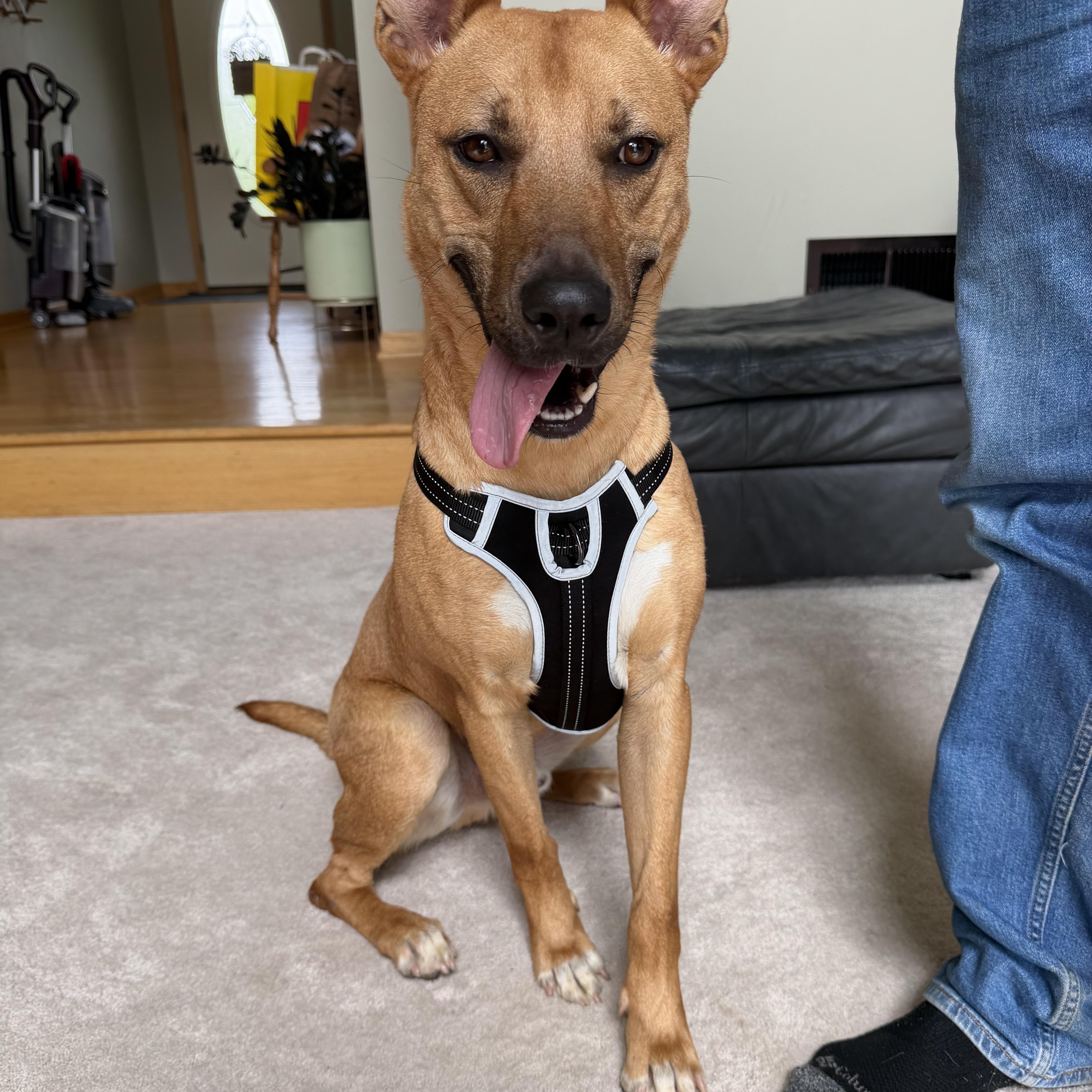 Homer , Adoptable, Adult Male Black Mouth Cur.
