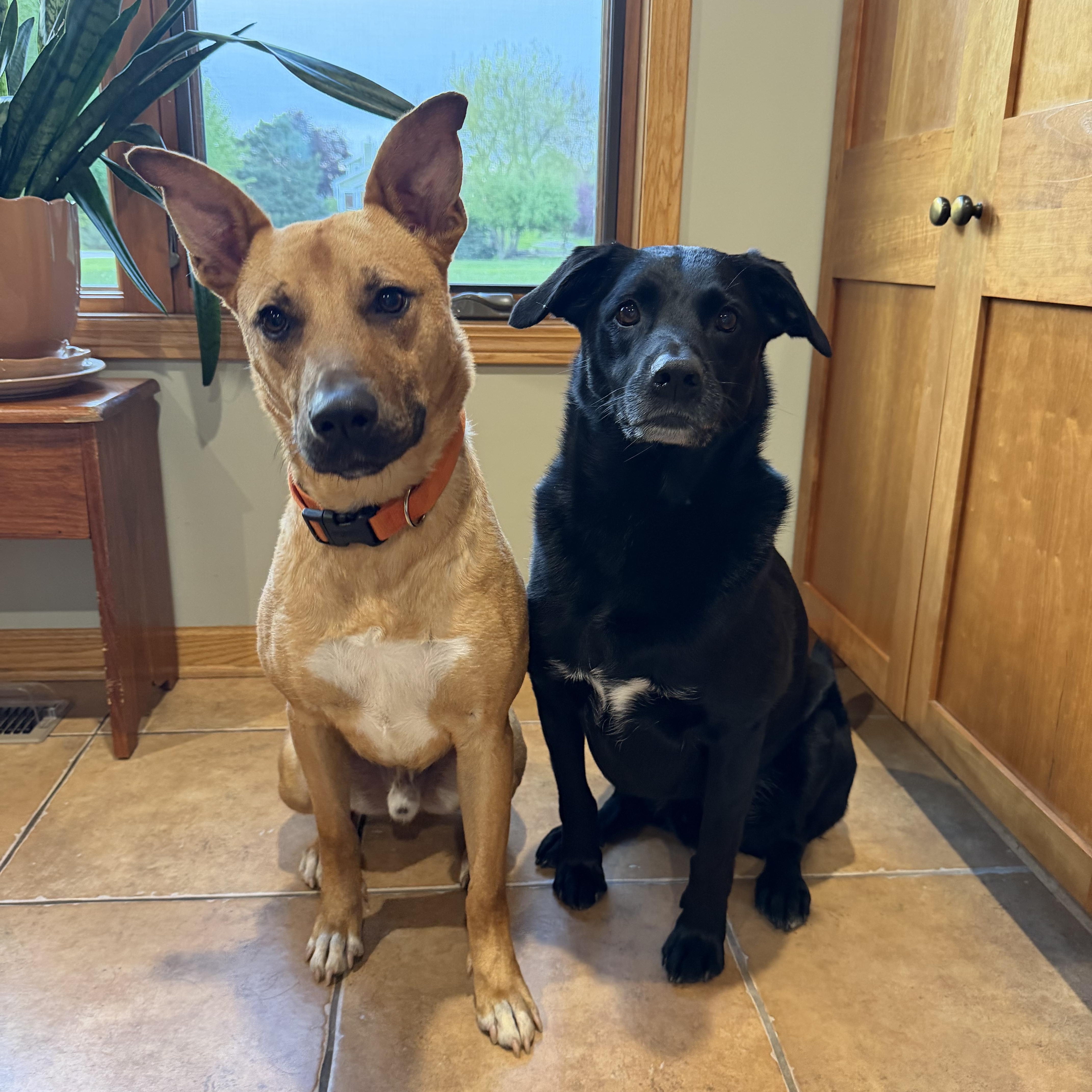 Enlarge Homer , a Adoptable mixed breed in Elkhorn, WI image 2/6