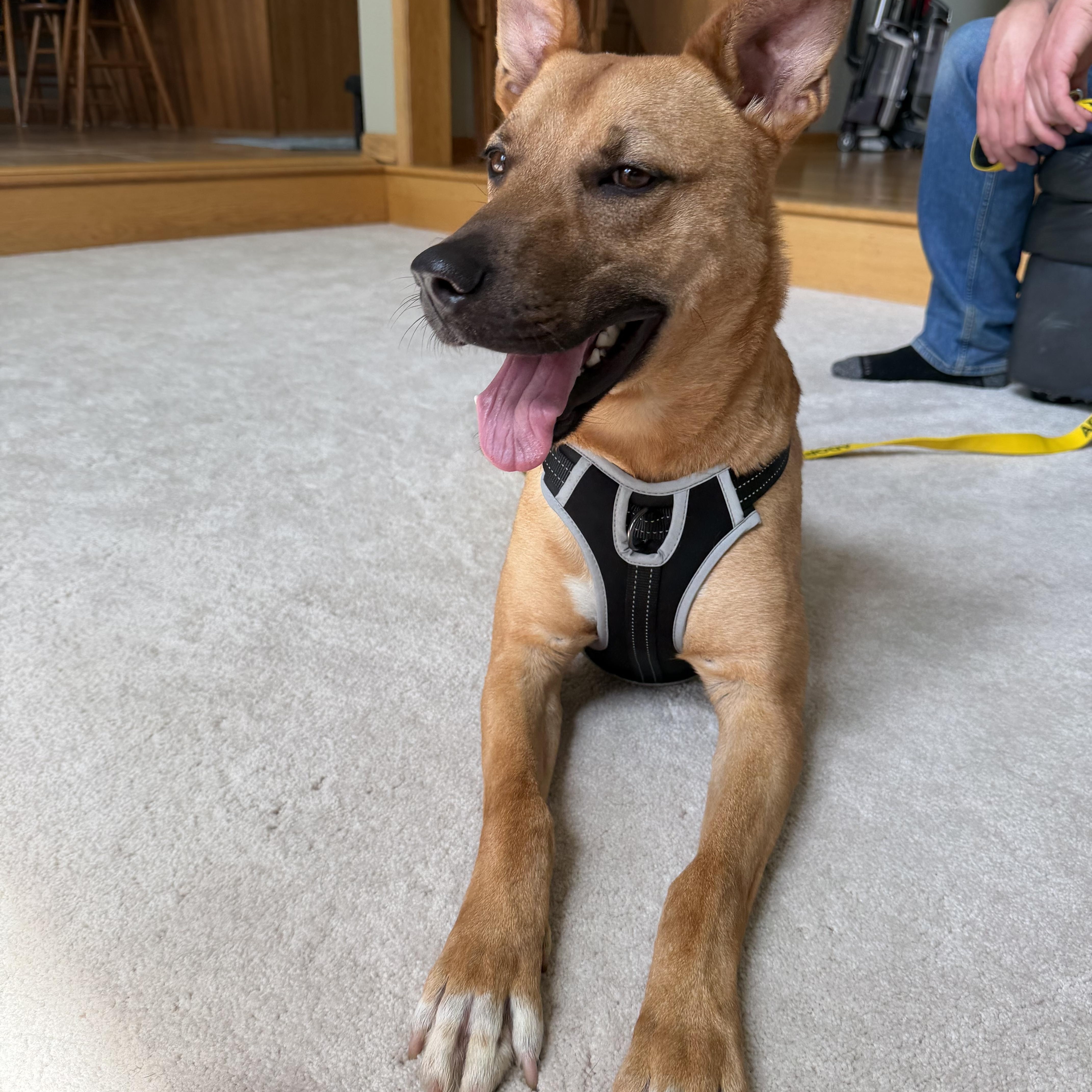 Enlarge Homer , a Adoptable mixed breed in Elkhorn, WI image 6/6
